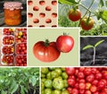 Collage of different Organic Tomatoes and plants