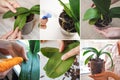 Collage from different pictures of care of orchids