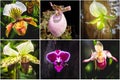 Collage from different pictures of Orchid Paphiopedilum flowers