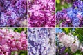 Collage from different pictures of varietal lilac.