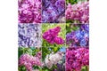 Collage from different pictures of varietal lilac.