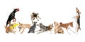 Collage of different purebred dogs and raccoon isolated over white background. Royalty Free Stock Photo