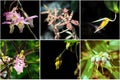 Collage from different rare species of orchids.