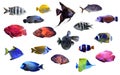 Collage of different tropical fishes on white Royalty Free Stock Photo