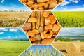 Collage with different types bread and agricultural fields with young and ripe wheat Royalty Free Stock Photo