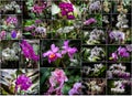 Orchids collage