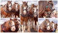 Collage Of Draft Horses In Street Parade Royalty Free Stock Photo