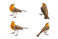 Collage of European robin Erithacus rubecula isolated on a white background Royalty Free Stock Photo