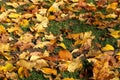 Colors of autumn in a landscape in the park. Collage of colored fallen leaves in the green garss. Autumn background
