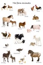 Collage of farm animals in English in front of whi Royalty Free Stock Photo