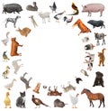 Collage of farm animals