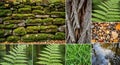 Collage featuring various natural elements. A Royalty Free Stock Photo