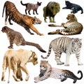 Collage with feline wild mammals on a white background