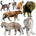 Collage with feline wild mammals on a white background