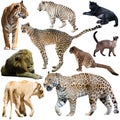 Collage with feline wild mammals on a white background