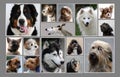 Collage with fifteen different dog portraits