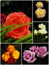 Collage of five garden roses on dramatic dark background