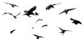 Ravens in Flight Royalty Free Stock Photo