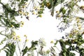 Medicinal wild flowers and plants lie on a white background