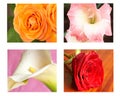 Collage of flowers Royalty Free Stock Photo