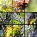 Collage of flowers