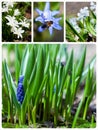 Collage of flowers Royalty Free Stock Photo