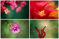 A Collage Of Flowers Royalty Free Stock Photo