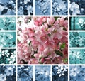 Collage with flowers of spring trees Royalty Free Stock Photo