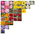 A collage of flowers on the upper left corner