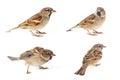 Collage of four Male House Sparrow passer domesticus isolated on a white background