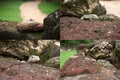 A collage of four photos of a gecko lizard hiding in rocks