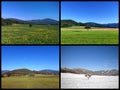 Collage four seasons of same harmony picturesque landscape with alone standing apple tree Royalty Free Stock Photo