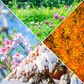 Collage four seasons, spring, summer, autumn, winter weather, concept of the life cycle of the planet Earth. Square Royalty Free Stock Photo