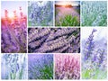 Collage with French lavender