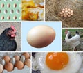 Collage of Fresh and Cooked Eggs with Chickens Royalty Free Stock Photo