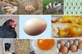 Collage of Fresh and Cooked Eggs with Chickens Royalty Free Stock Photo