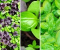 Collage of fresh herb, basil. Collage, collection banner square photo