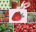 Collage of Fresh Organic Strawberries and plants Royalty Free Stock Photo