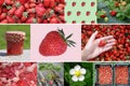 Collage of Fresh Organic Strawberries and plants Royalty Free Stock Photo