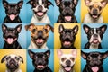A collage of funny close-ups showcasing dogs with quirky facial expressions.