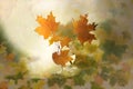 Collage with a glass with autumn maple leaves . Royalty Free Stock Photo