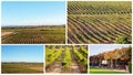 Collage Of Vineyard Images Royalty Free Stock Photo