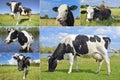 Collage of cows and cattles on the field Royalty Free Stock Photo