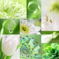 Collage of green amd white macro flower collection of different nine flowers.