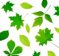 Collage of green leaves. Juicy isolated leaves from different trees. Royalty Free Stock Photo