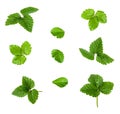 Collage of green strawberry leaves
