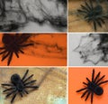 Collage Halloween - spider web and black spider