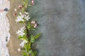 Collage of handmade papers with a branch of apple blossoms