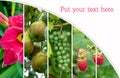 Collage of healthy and fresh fruits . Healthy eating: raspberries mockup, Space for text