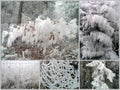 Collage hoarfrost in quaint shapes